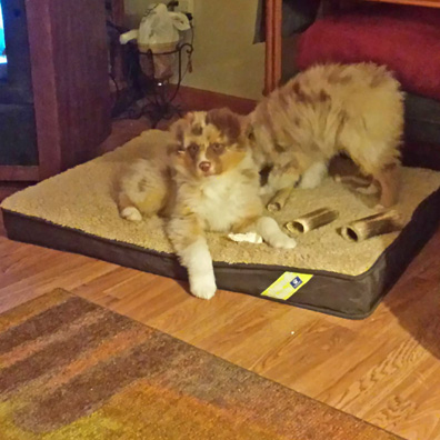 Puppies on a dog bed
