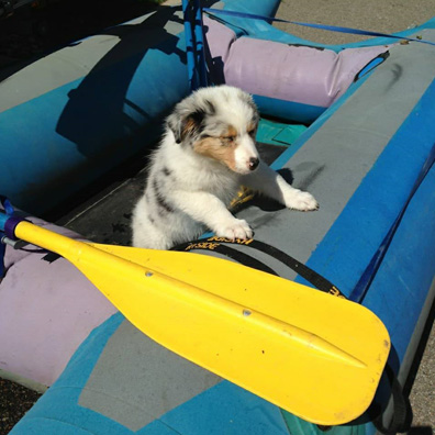 EverReady puppy ready for a pontoon boat ride